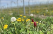 winnica-turnau-winnica-kwiecien-01.jpeg