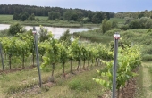winnicaturnau_2025_winnica_zielen_3.jpg
